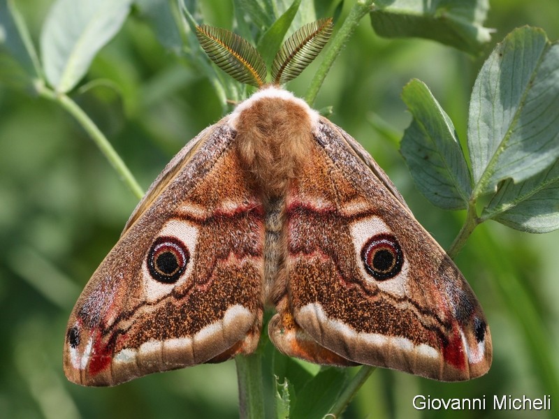 Saturnia pavoniella